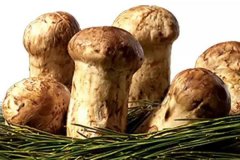 松茸的功效作用與禁忌以及吃法大全